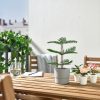نبات صناعي - IKEA - Image 3